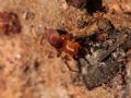 Zodarion sp.